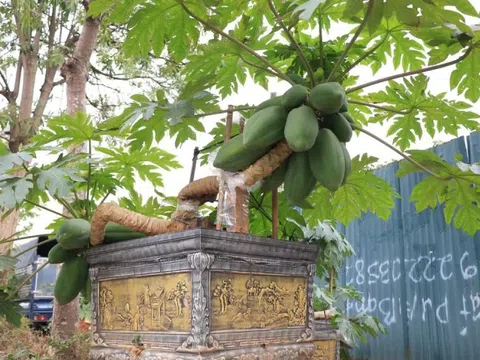 Đu đủ bonsai giá chục triệu đón Tết Nguyên đán Ất Tỵ